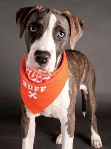 Hawaii’s first-ever shelter-born pup to play in Puppy Bowl